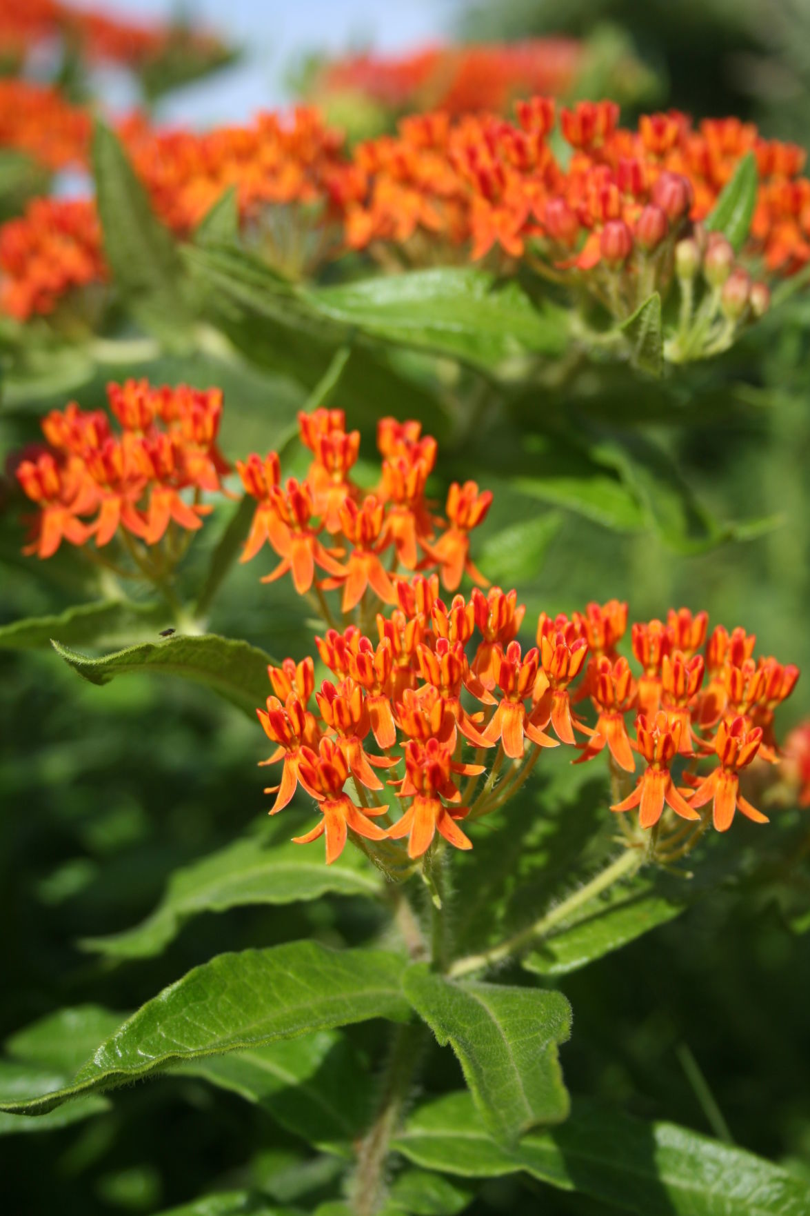 Popular wildflowers